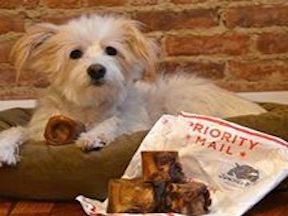 homemade peanut butter dog treats petco dog treats recipe dog biscuit recipe homemade dog treats recipes puppy treats dog chews dog biscuits dog cookies rawhide for dogs dogs naturally dog cookie recipe pumpkin dog treats where to buy a dog marrow