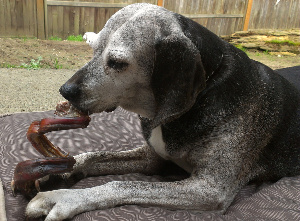 Hilda is enjoying a twisted bully stick!